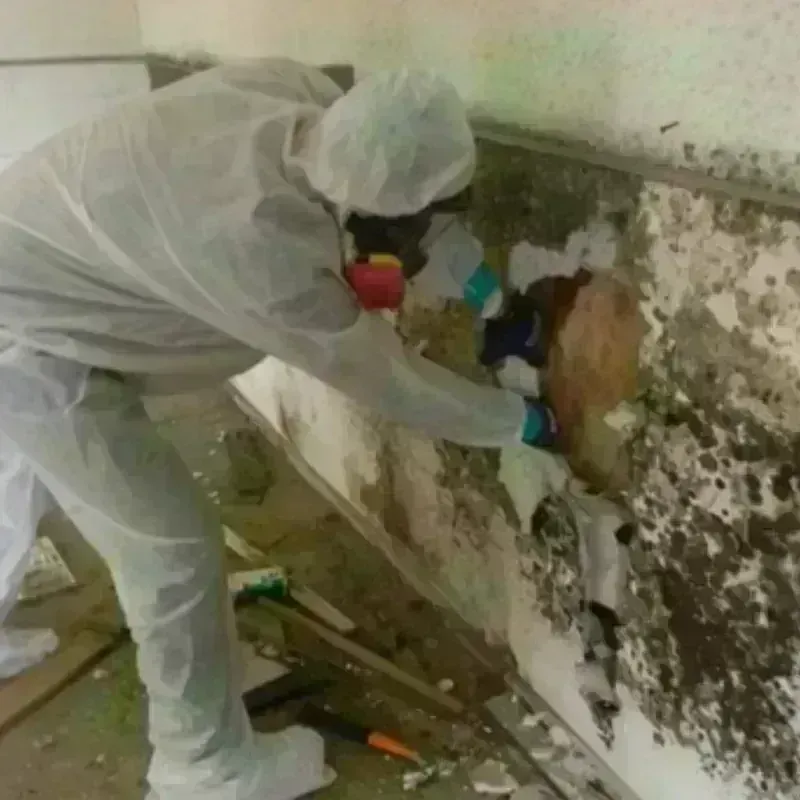 Mold Remediation and Removal in Fitzwilliam, NH